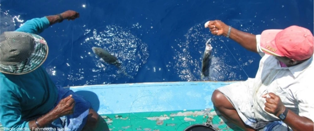 Grouper Fishery Management 